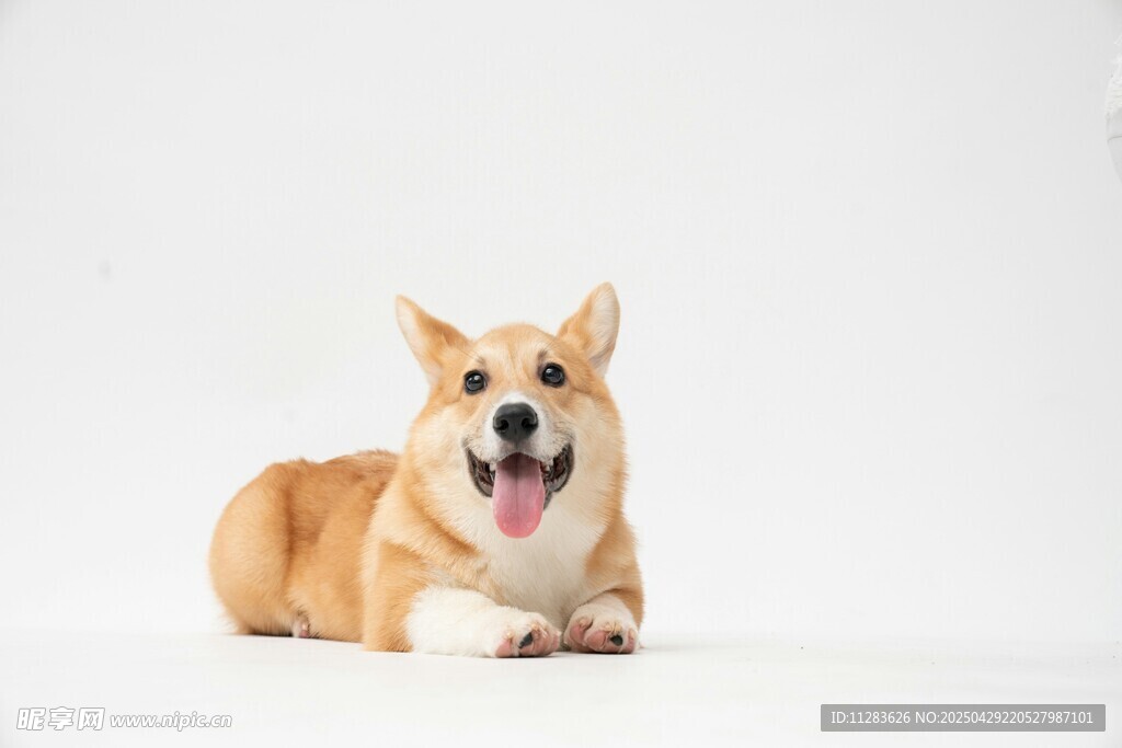 可爱柯基犬趴坐卖萌