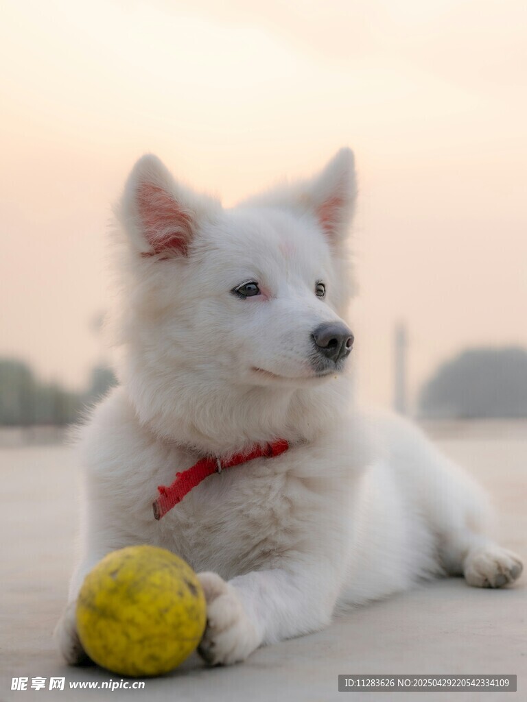 白狗抱黄球惬意休憩