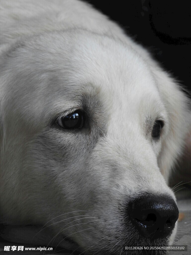 忧郁白犬特写