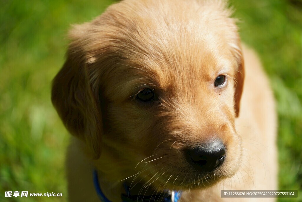 草地上的可爱小金毛犬