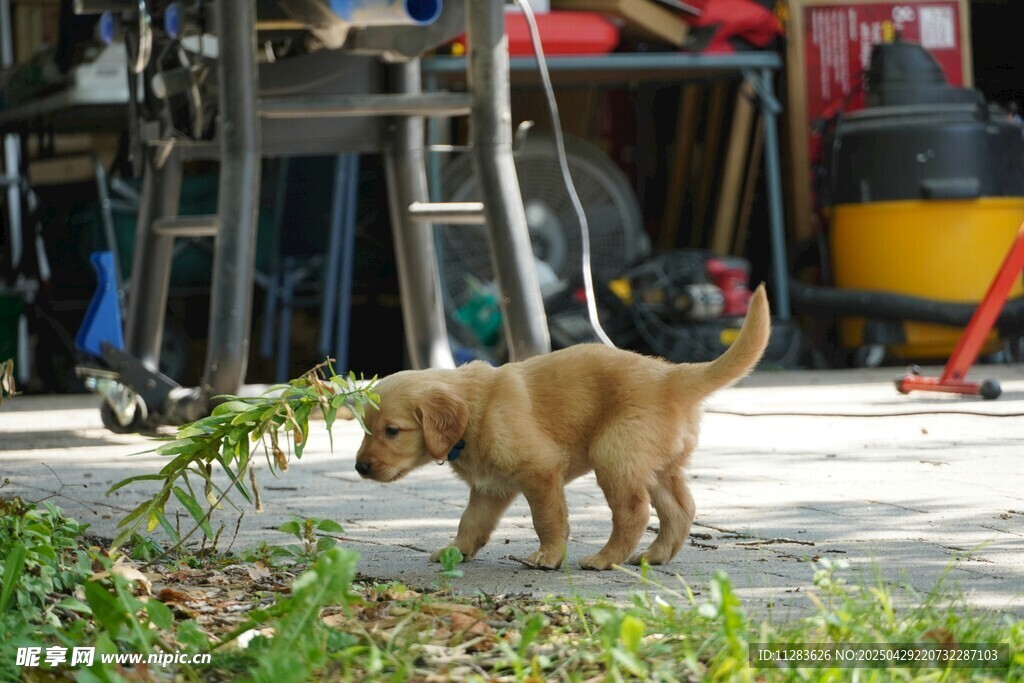 金毛犬叼绿植玩耍