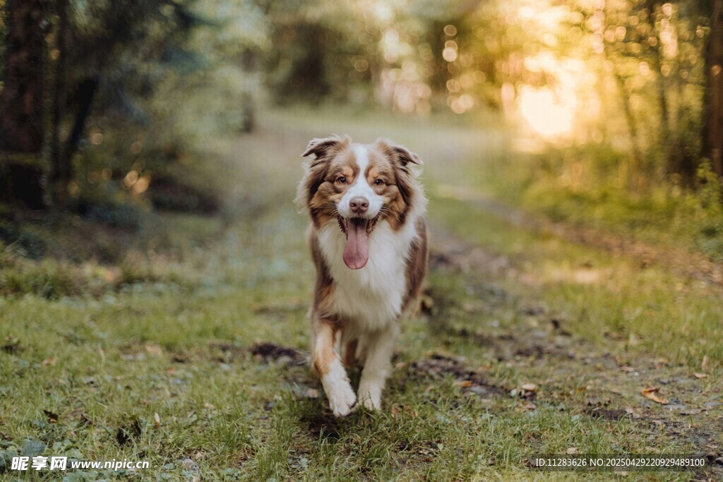 阳光下漫步的澳洲牧羊犬