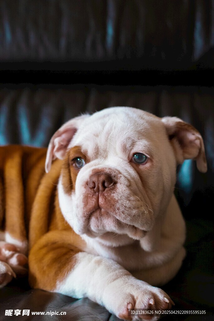 可爱斗牛犬趴卧模样