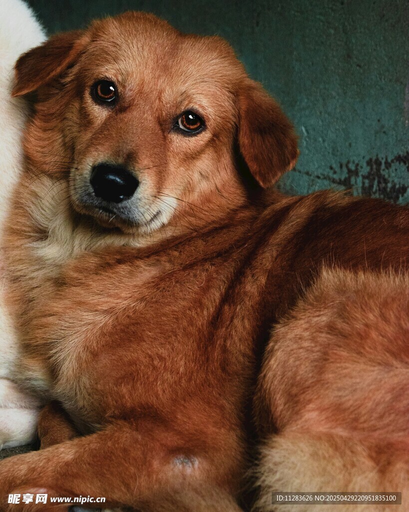 棕色长毛犬安静趴卧