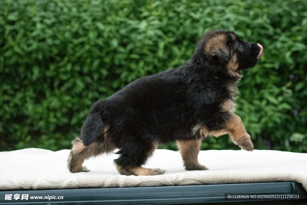可爱幼犬站立车顶张望