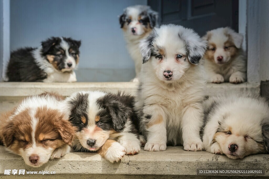 可爱幼犬趴坐于台阶上