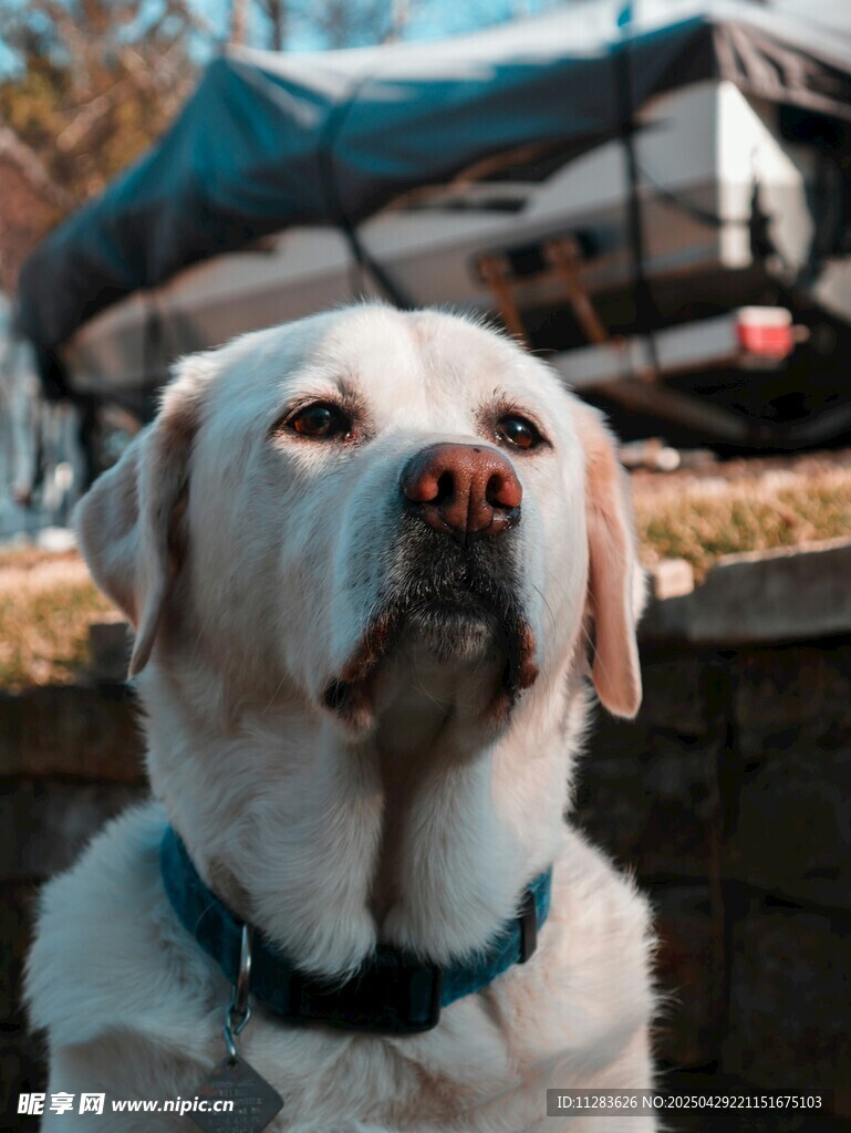 岸边的可爱拉布拉多犬
