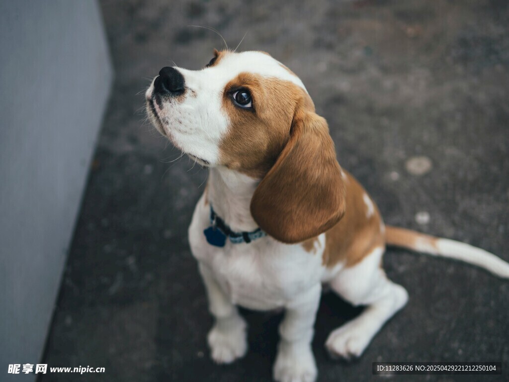 仰头小猎犬