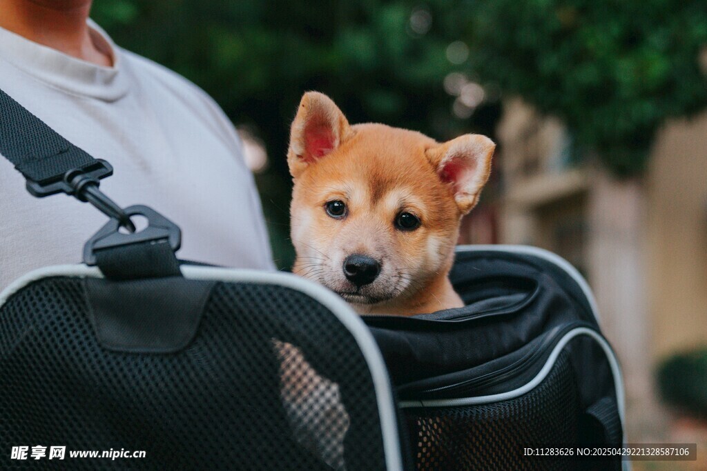 背包里的可爱柴犬