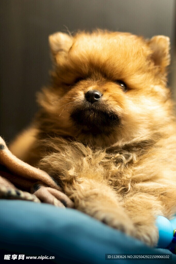 可爱博美犬惬意被抚摸
