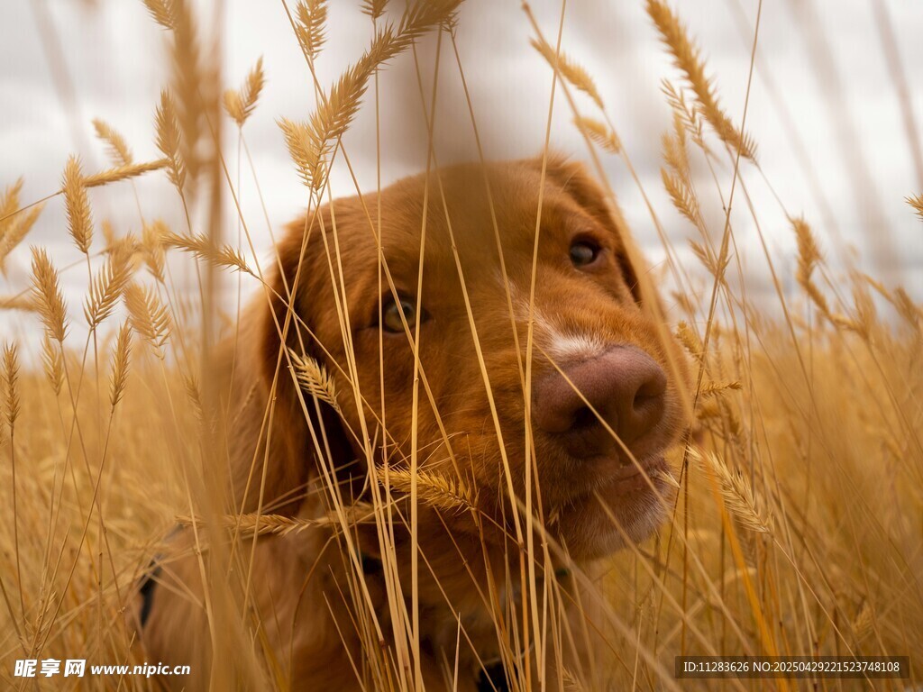麦田中的可爱金毛犬