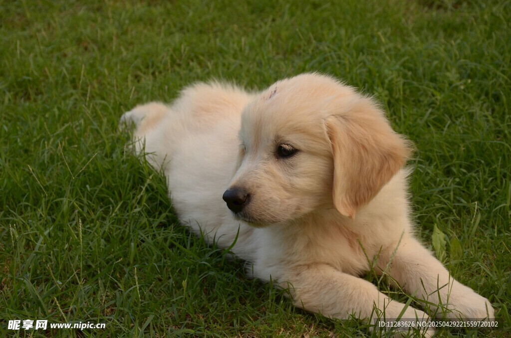 草地上的可爱小金毛犬