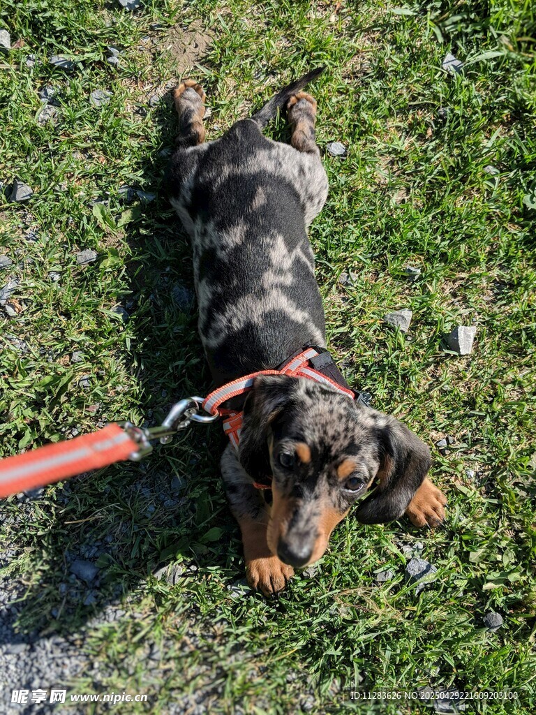 趴着休息的可爱腊肠犬