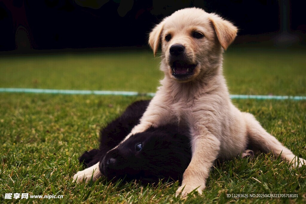草地上的可爱拉布拉多幼犬