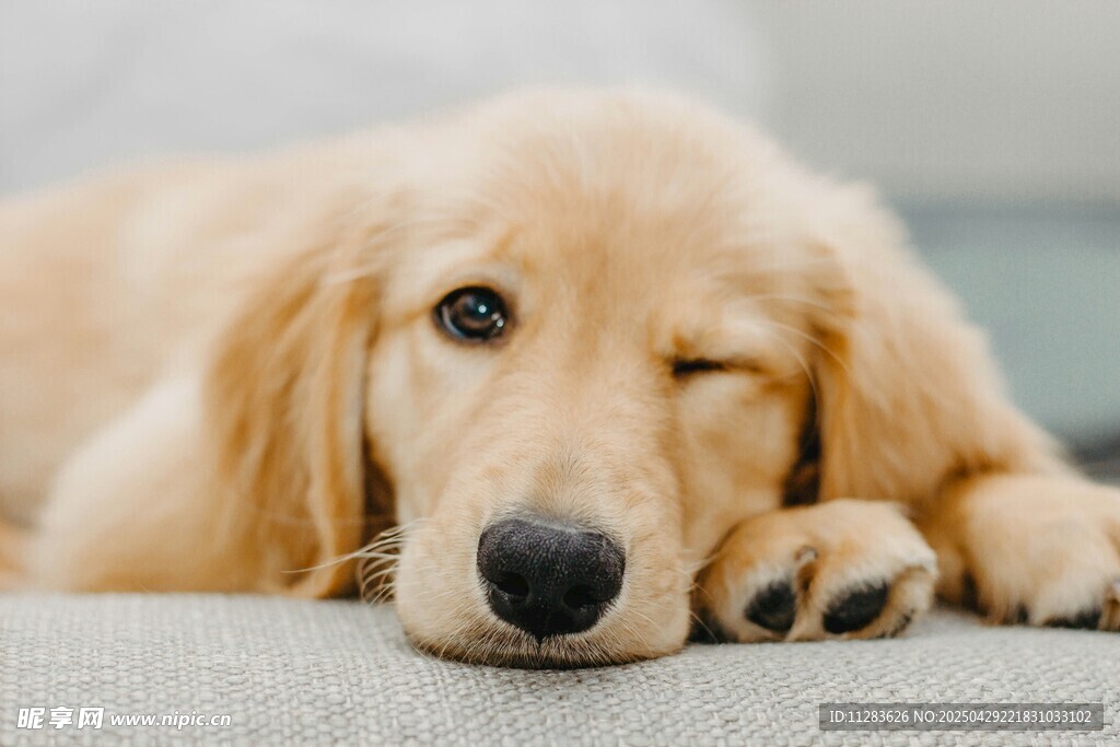 慵懒金毛犬惬意趴卧