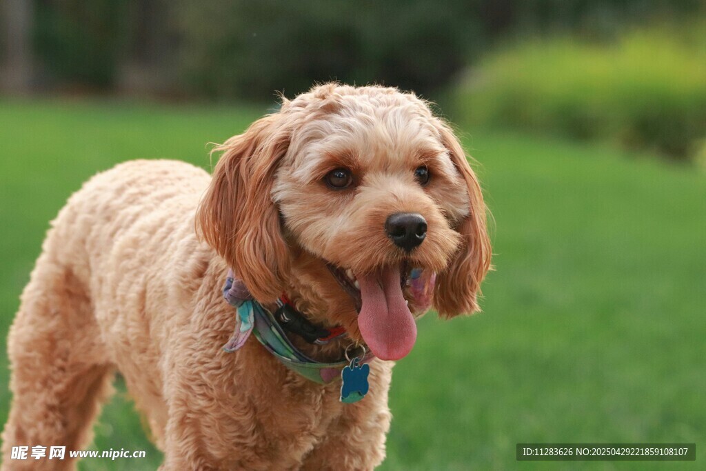 可爱卷毛犬在草地上吐舌