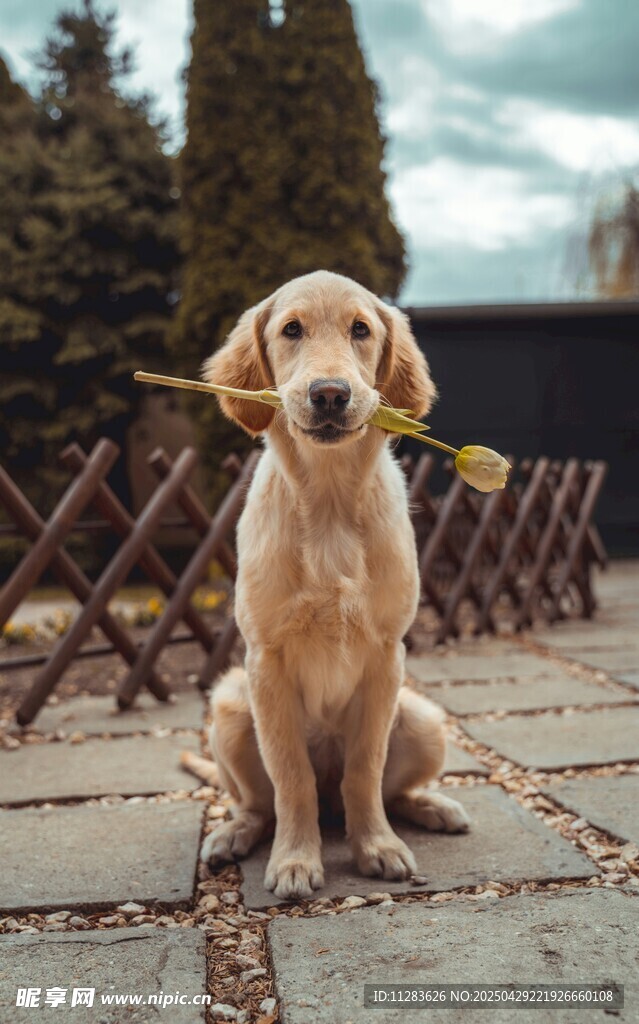 叼花的可爱拉布拉多犬