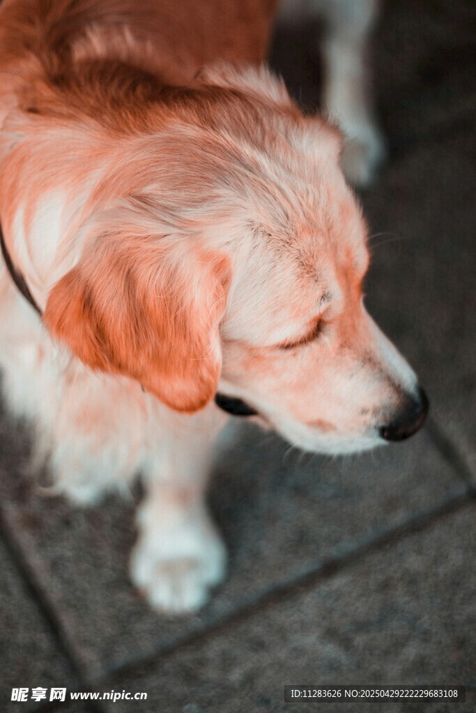 可爱金毛犬的低头瞬间