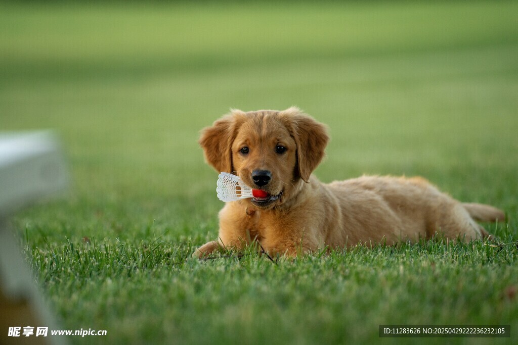 草地上的可爱金毛犬