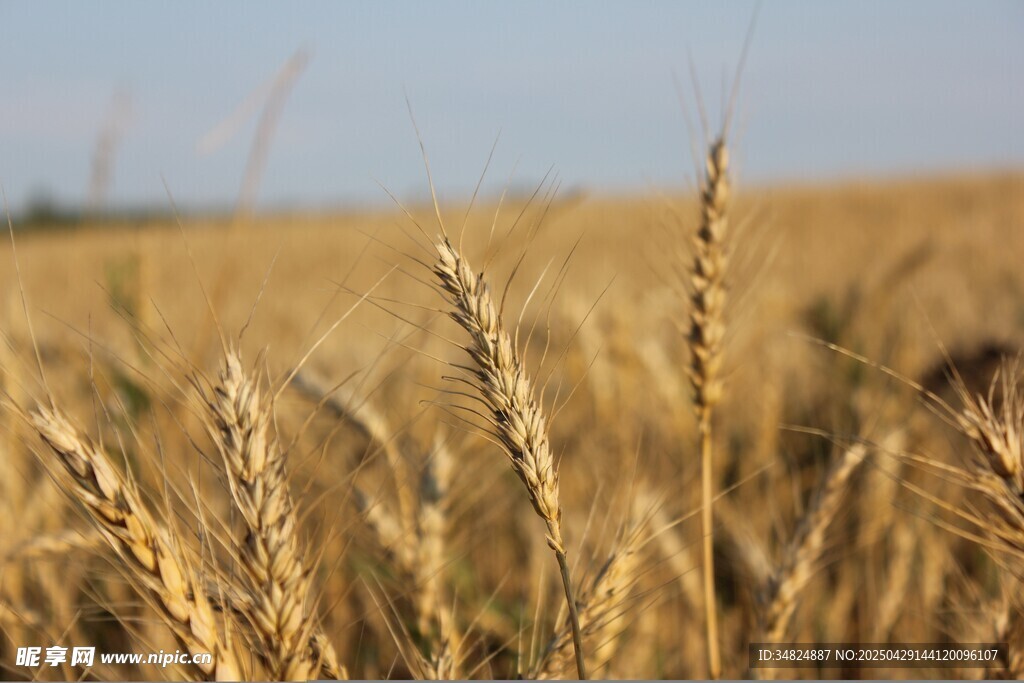金黄麦田麦穗