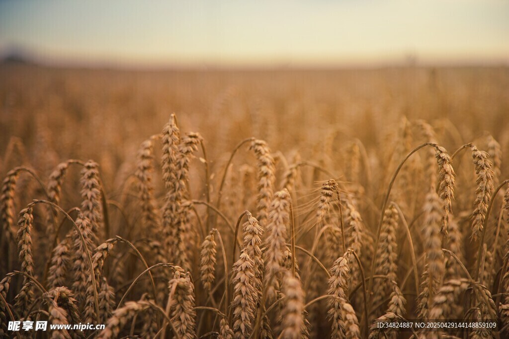 金黄麦田 丰收的希望