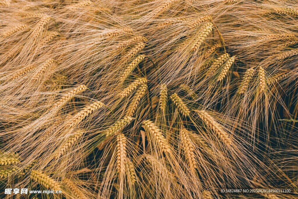 金黄麦穗