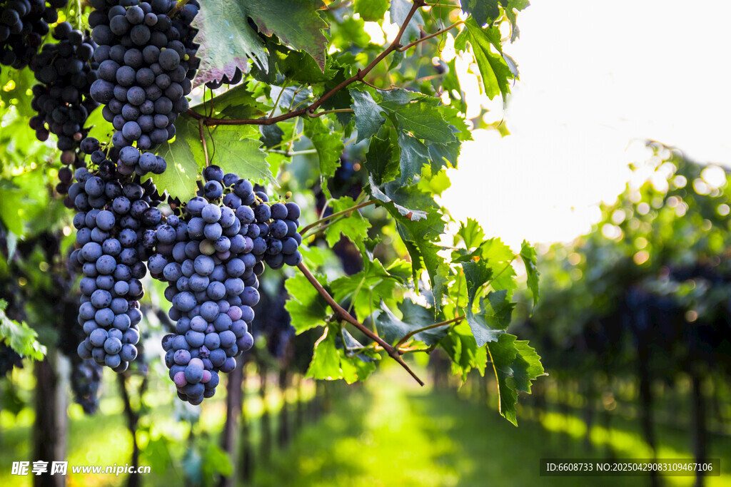 葡萄园中的紫葡萄美景