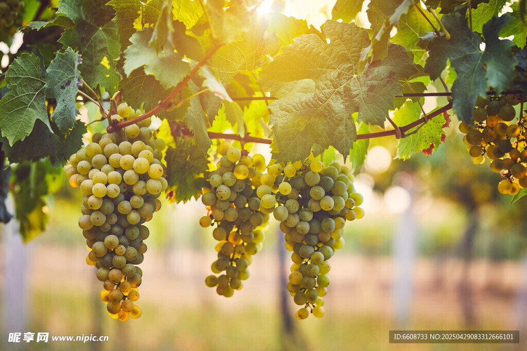 阳光下的葡萄藤与果实