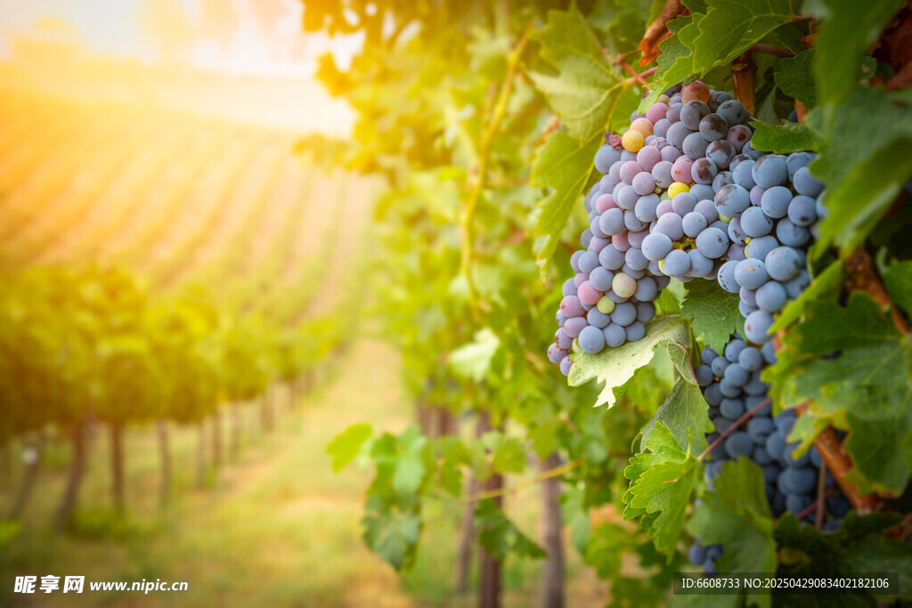 阳光葡萄园中的紫葡萄