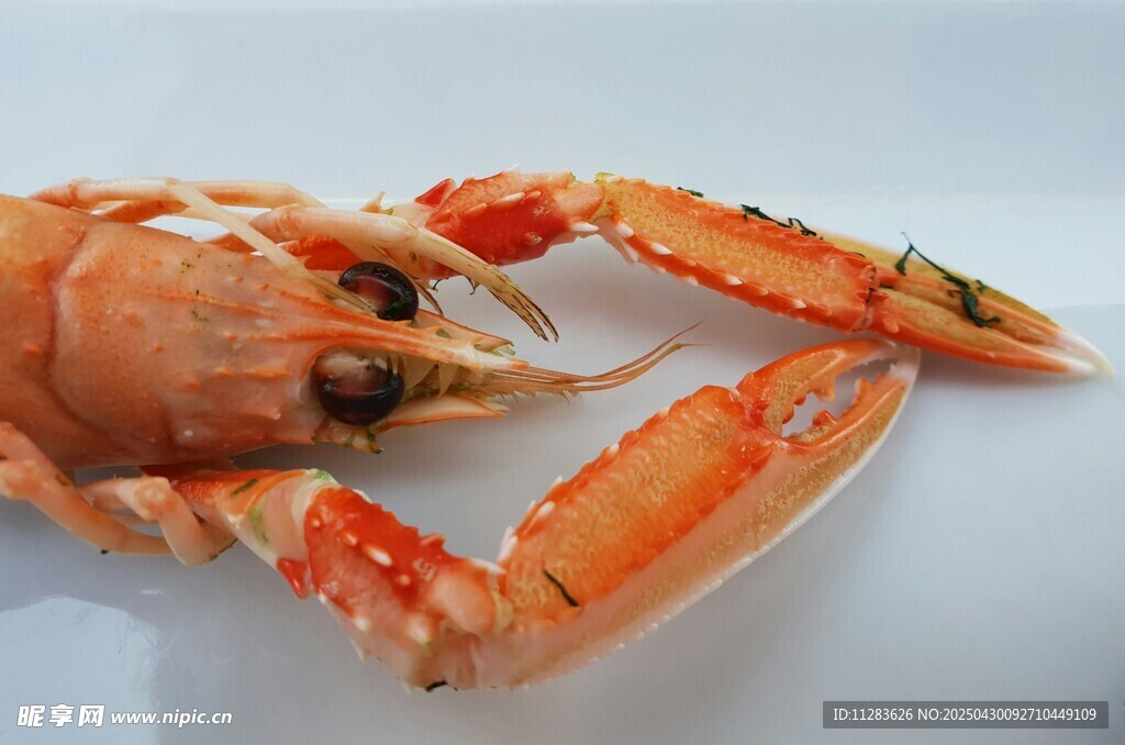 鲜活大龙虾特写