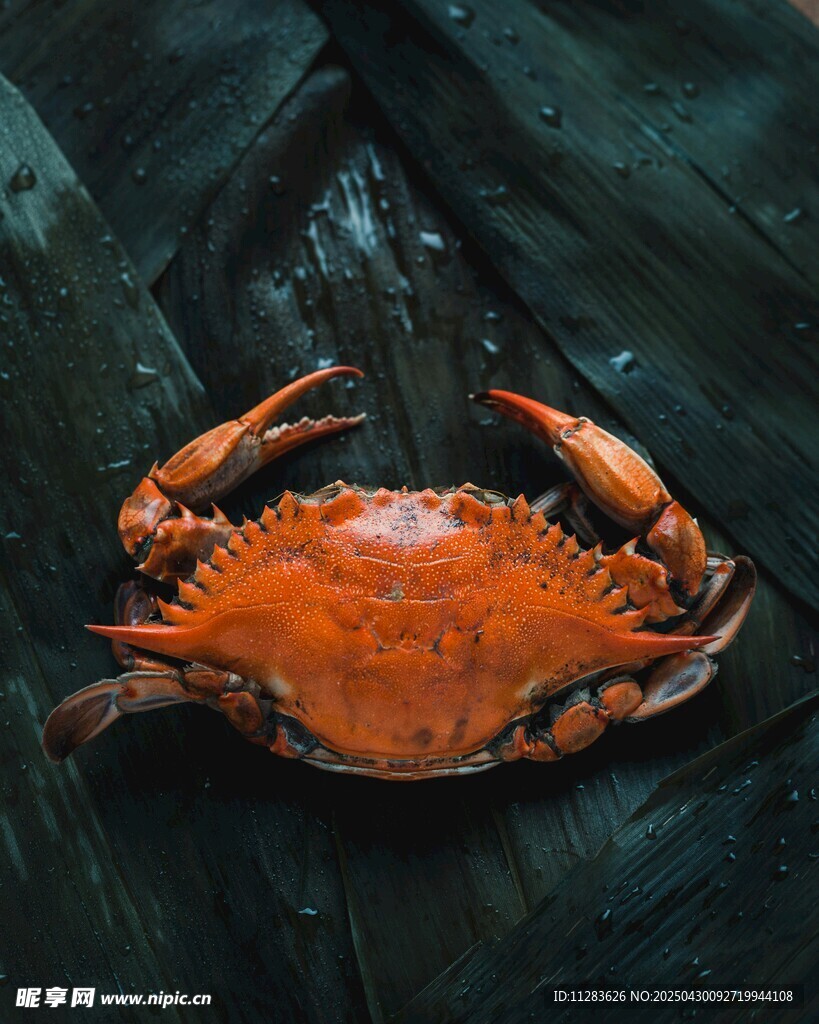 鲜活大螃蟹特写