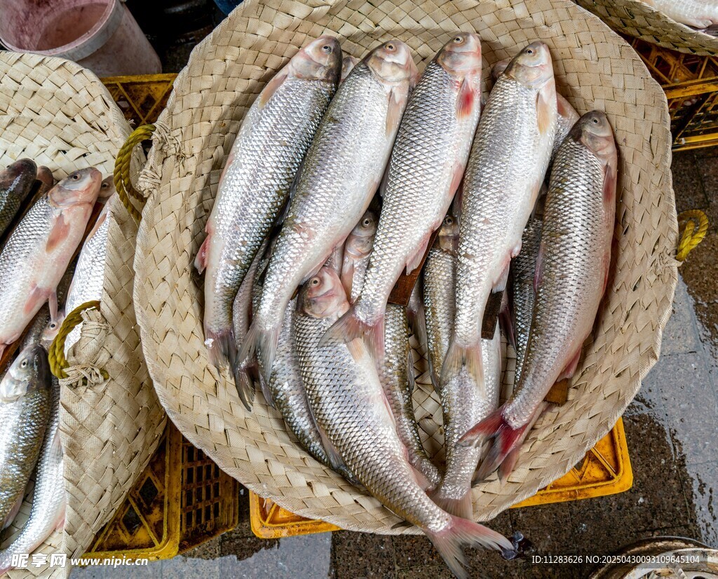 新鲜海鱼摆放在竹筐中
