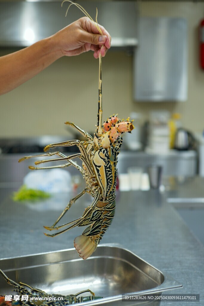 鲜活大龙虾被提起