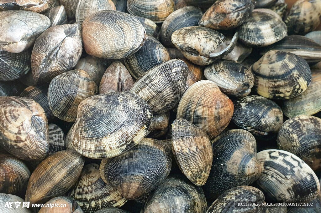 一堆花蛤贝类海鲜