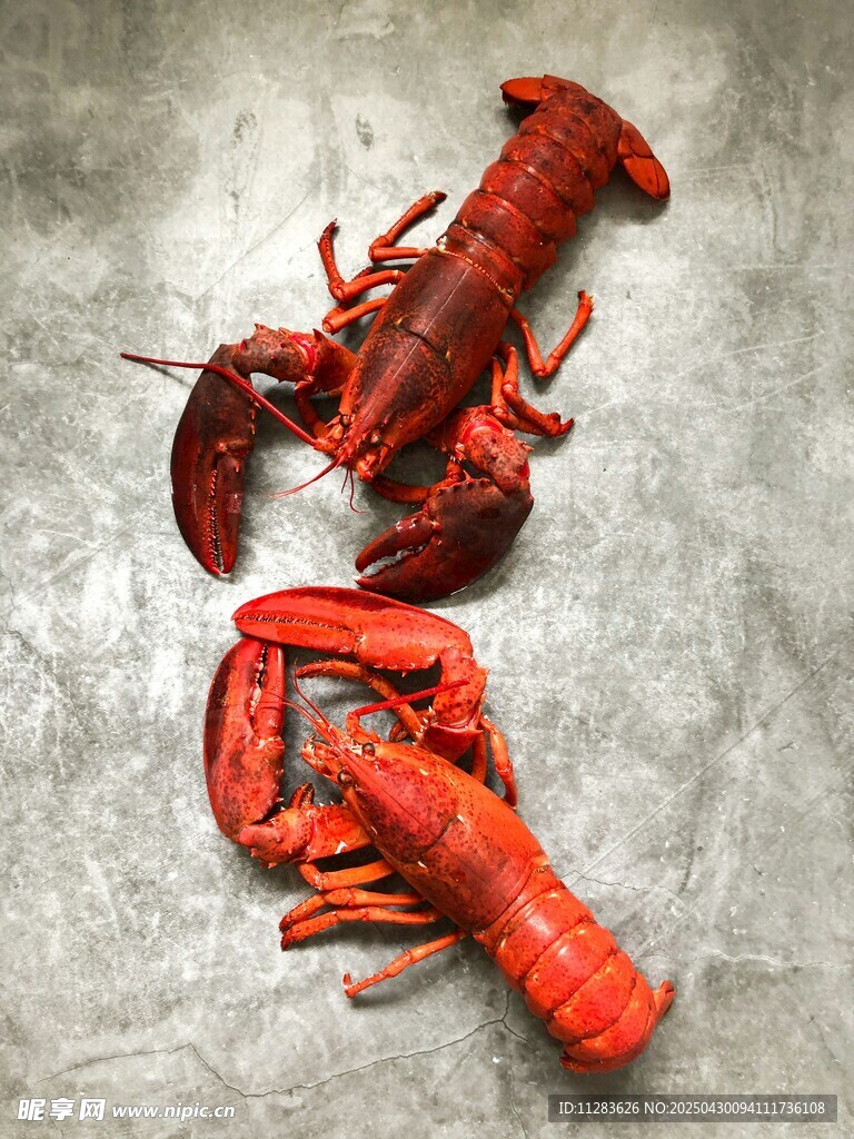 鲜活大龙虾特写