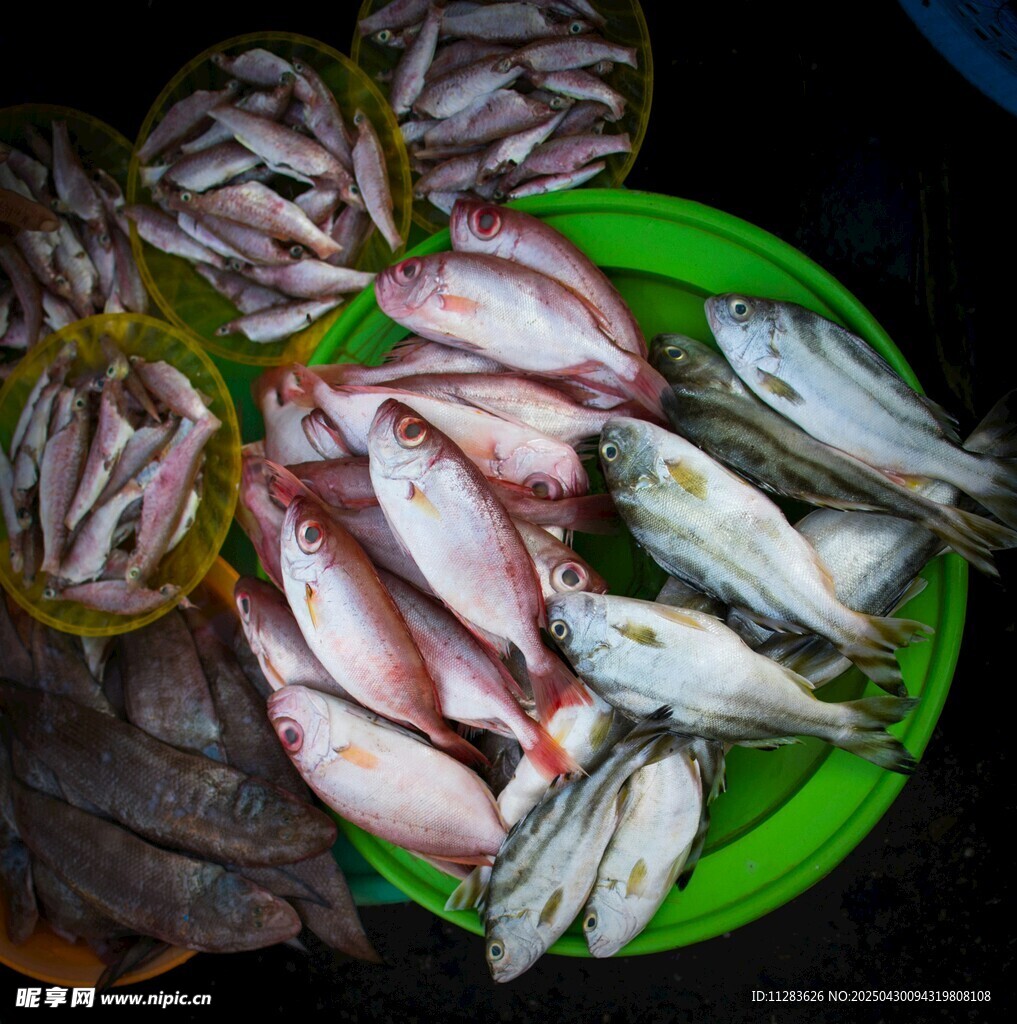 新鲜海鱼待售