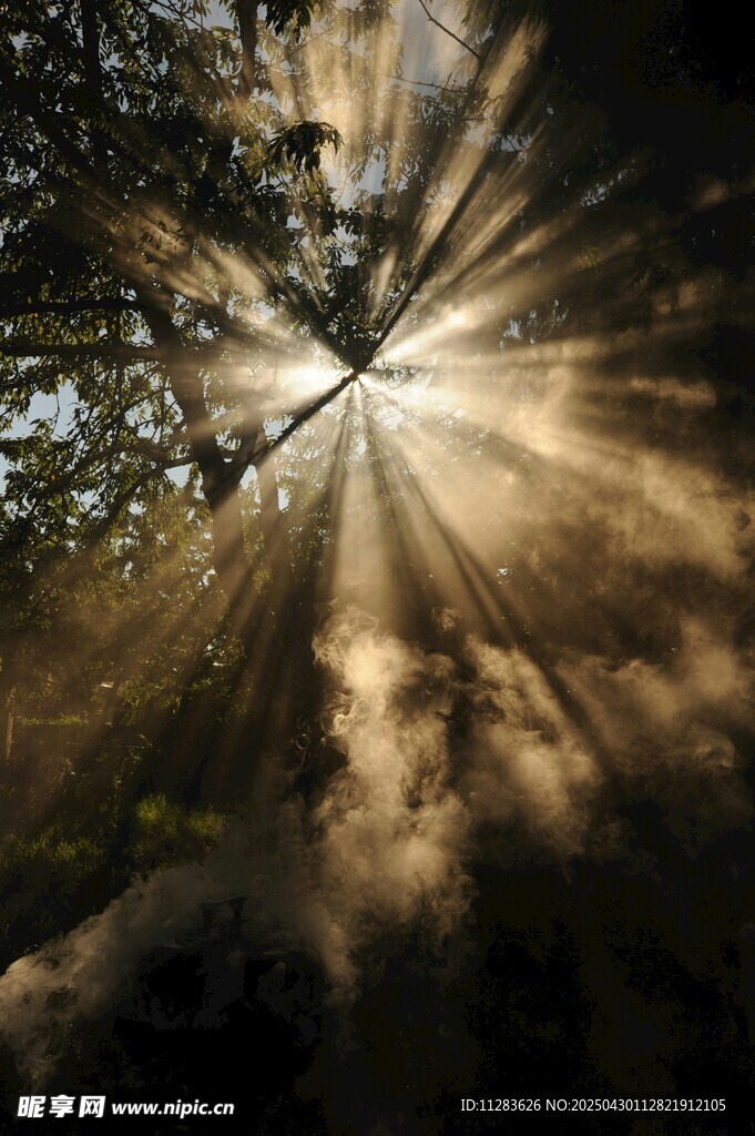 林间晨光洒下的梦幻景象