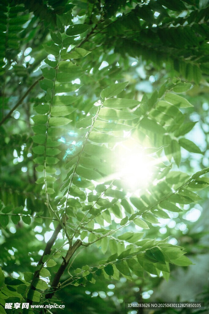 阳光透过绿叶的清新景象
