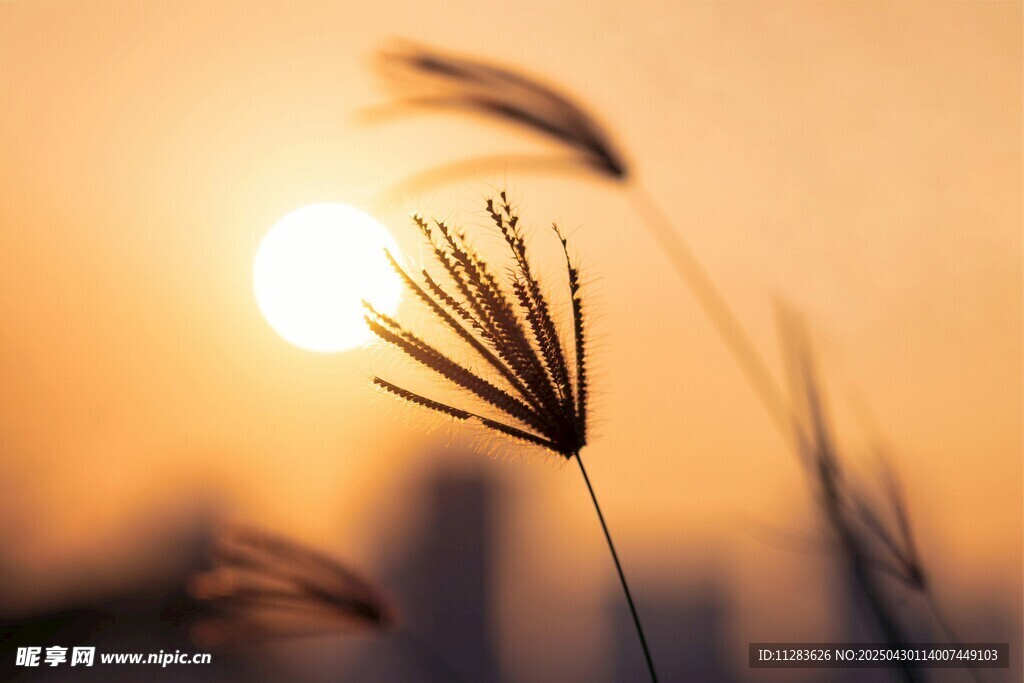 夕阳下的纤细草茎