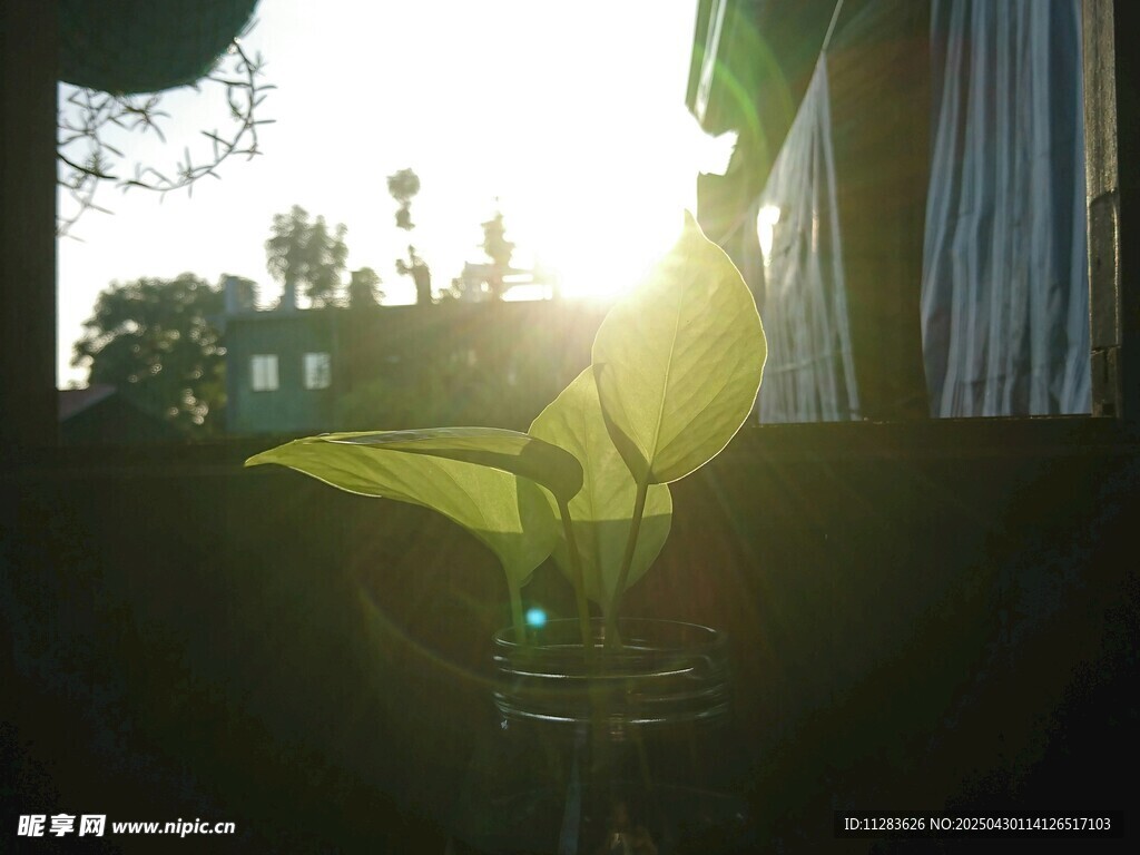阳光下的绿植生机盎然