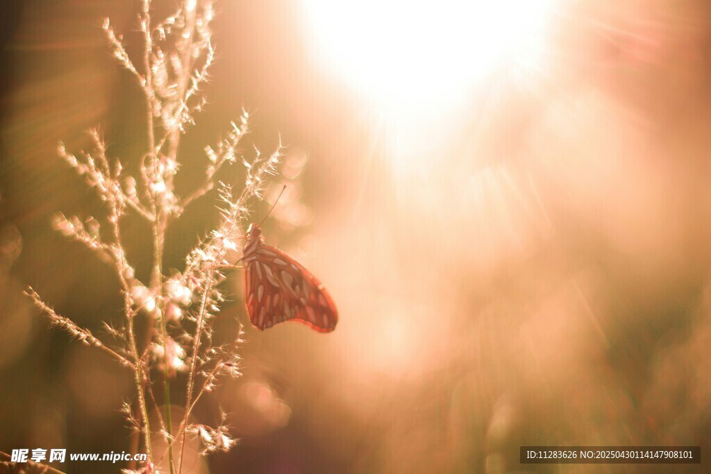 夕阳下的草与蝶