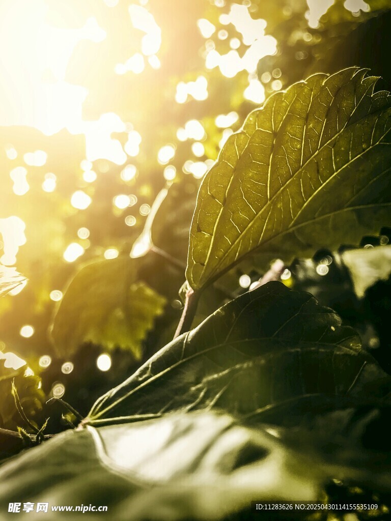 阳光洒落的翠绿叶片
