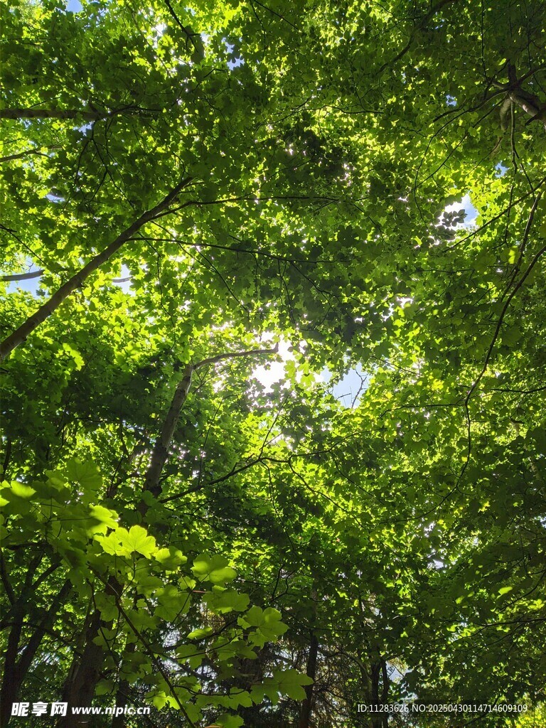 阳光洒落绿意盎然的树林