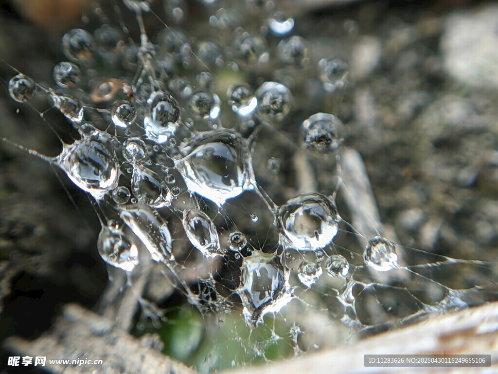 晶莹剔透的植物露珠景观