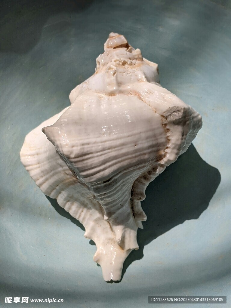 独特造型的精美海螺标本