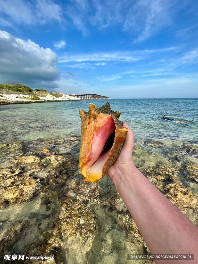 手握大海珍宝贝壳特写