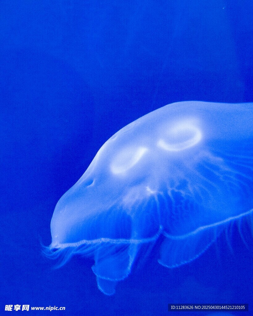 梦幻蓝色水母特写