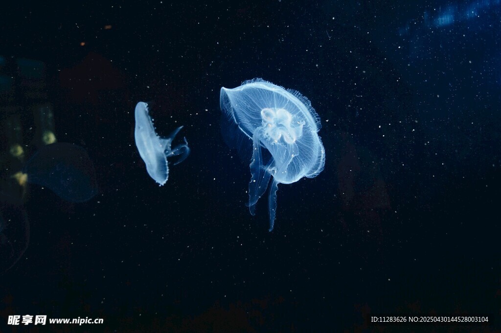 梦幻水母在水中轻盈游动