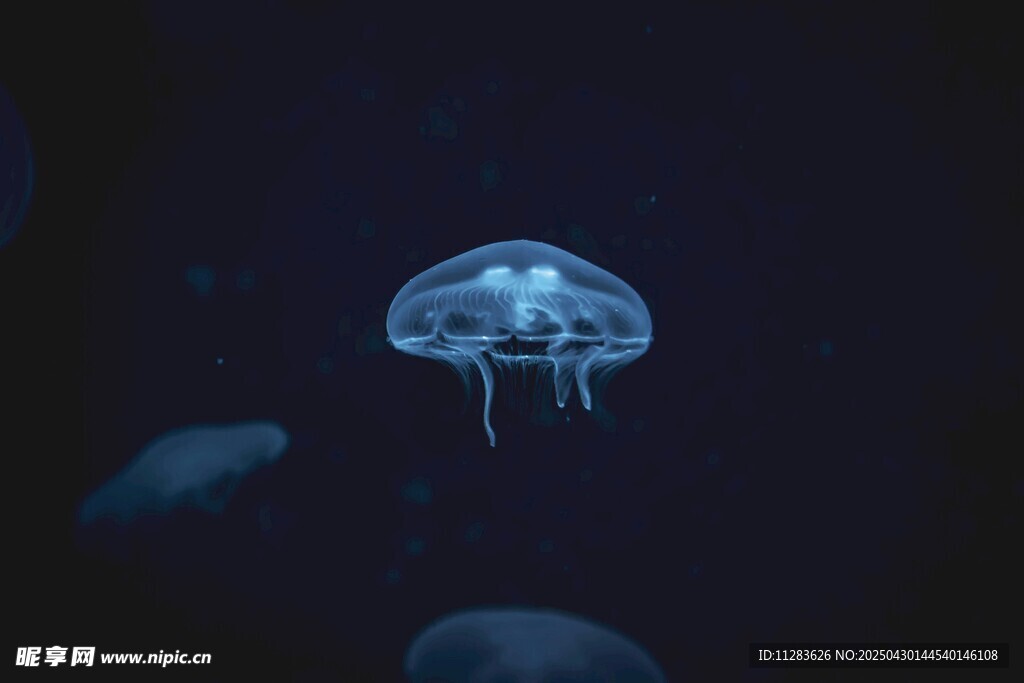 梦幻水母在深海中游动