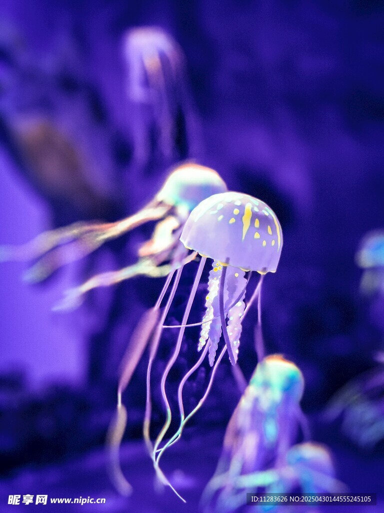 梦幻水母在水中优雅游动